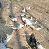 غازهای محلی پرگوشت جوان بی نظیر|حیوانات مزرعه|چاف و چمخاله, |دیوار