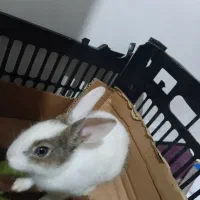 خرگوش|موش و خرگوش|چناران, |دیوار