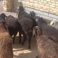 10بره شیرمست 25کیلویی|حیوانات مزرعه|کرج, شهرک البرز ۳|دیوار
