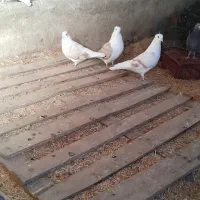 کبوتر پشتار  کفتر پشتار|پرنده|سجاس رود, |دیوار