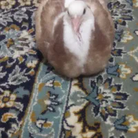 کبوتر کفتر زاغ تیر سفید