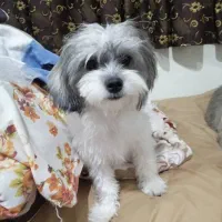 واگذاری سگ ماده