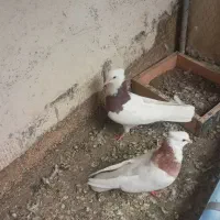 کبوتر طوقی