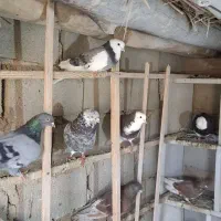 چند گونی زیل کبوتر