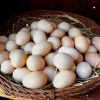 تخم مرغ محلی زرده طلایی