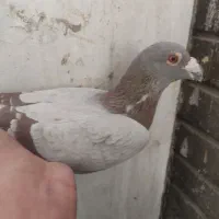 کبوتر کاغذی دوخط پلاکی