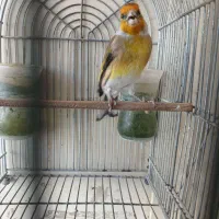 سهره قناری دهن سهره مس‌مس