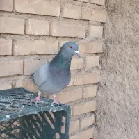 کبوتر|پرنده|خرمشهر, |دیوار
