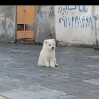 سگ نژادساموعید