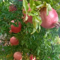 انار کوهنانی درجه یک چین اول|خوردنی و آشامیدنی|کوهدشت, |دیوار