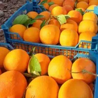 خریدار پرتقال و محصولات سر درختی شما کاملا منصفانه