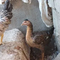 یه مرغ و دو نوچه را میفروشم|حیوانات مزرعه|کرباسک, |دیوار