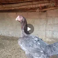 مرغ خروس لاری