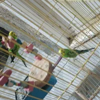 مرغ عشق و عروس هلندی|پرنده|بندر دیر, |دیوار