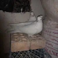 پرنده|پرنده|پاکدشت, پارچین|دیوار