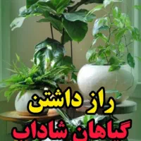 قرص کود گلدان|گل و گیاه طبیعی|ماهدشت, |دیوار