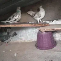 کفتر تهرانی