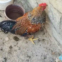 خروس خانگی