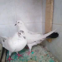 کفتر نر وماده خال دار