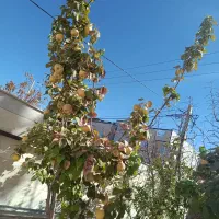 به محلی زعفرانی