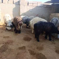 هشت عدد بره و کوه درجه یک|حیوانات مزرعه|مسجد سلیمان, |دیوار