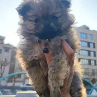 پامریین خرسی و عروسکی