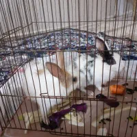 حیوان خانگی