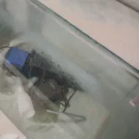 اکواریوم فروش فوری|ماهی|قائن, |دیوار