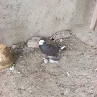 کبوتر پاپر ماده