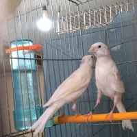 قناری رنگ مرغوب