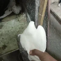 کبوتر یک کت|پرنده|رباط‌کریم, مسکن مهر آبشناسان|دیوار