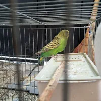 مرغ عشق معاوضه