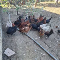 فروش مرغ و خروس|حیوانات مزرعه|جلین, |دیوار
