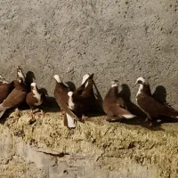 فروش کبوتر عرب قرمز