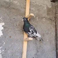 کبوتر کله ای دمسفید