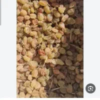 کشمش تیزابی