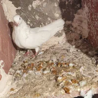 کبوتر نر جم