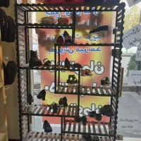 رگال ویترینی