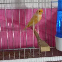 دوتا قناری پرتقالی  نر بخون مست