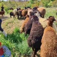 قربونی سبک و...