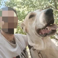 سگ جهت کشش(جفتگیری) افغان آلابای  سرابی  خراسانی