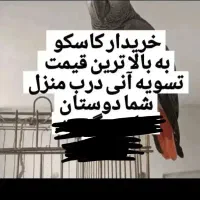 پرنده کاسکو سالم و بی عیب و ایراد