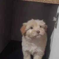 توله سگ پا کوتاه|سگ|زنجان, |دیوار