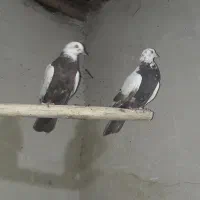 کله‌ دم سبز|پرنده|لالجین, |دیوار