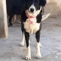 سگ ژرمن،دوبرمن،بومی|سگ|اصفهان, بهارستان|دیوار