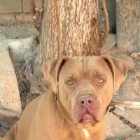 سگ پیتبول|سگ|امیدیه, |دیوار