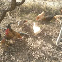 تخم مرغ محلی و ارگانیک طبیعی