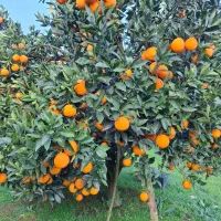 تامسون|خوردنی و آشامیدنی|عباس‌آباد, |دیوار