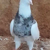 کبوتر طوقی معاوضه