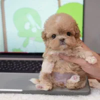 پودل مالتیز عروسکی جیبی مالتیپو|سگ|تهران, منیریه|دیوار